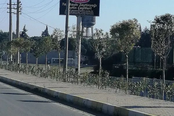 Yener Taşbaskı Zeytinyağı Fabrika Satış Noktası. - Resim 1