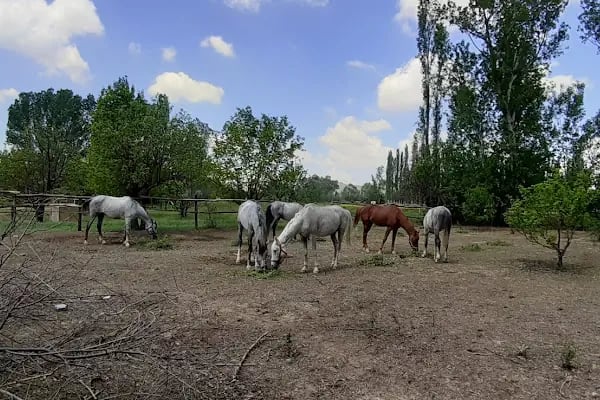 Altay At Çiftliği - Resim 13