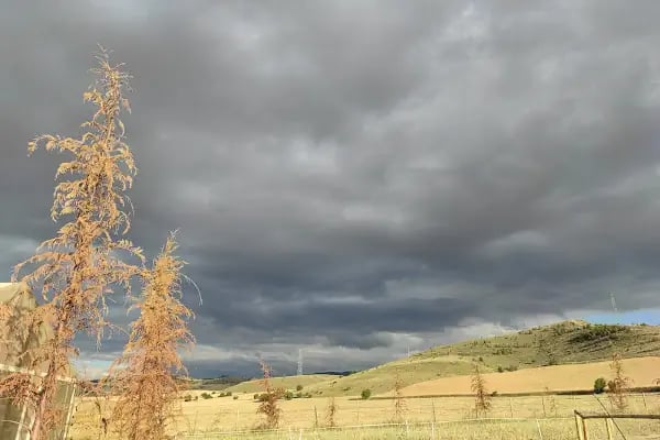 Altay At Çiftliği - Resim 3