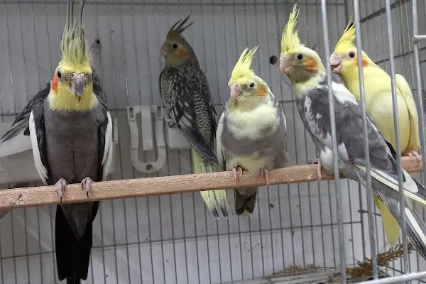 Saray Pet Club - Göksu AVM - Resim 6
