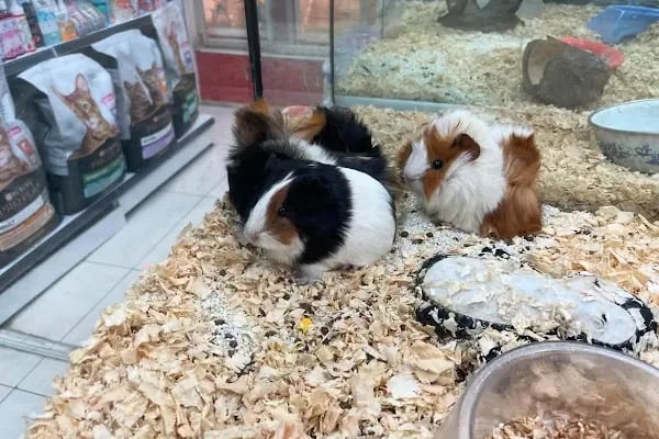 Saray Pet Club - Göksu AVM - Resim 4