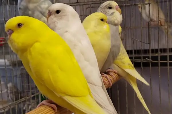 Saray Pet Club - Göksu AVM - Resim 13