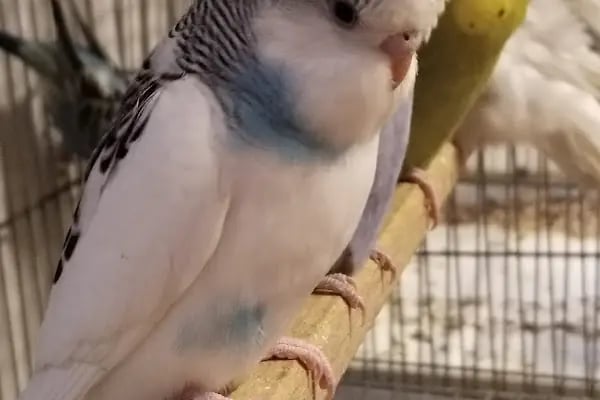 Saray Pet Club - Göksu AVM - Resim 15