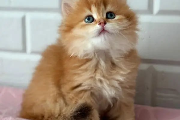 Saray Pet Club - Göksu AVM - Resim 18