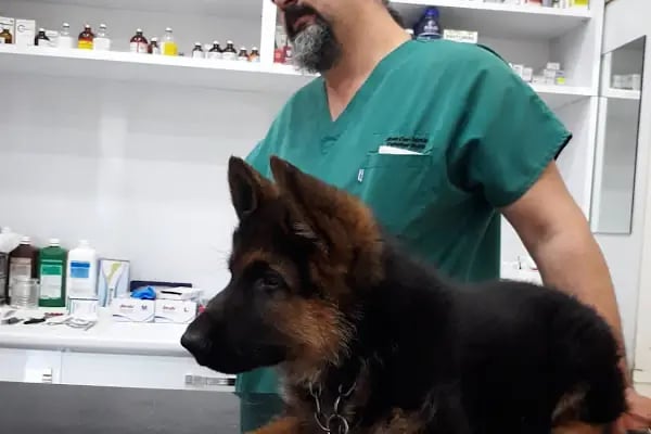 Asya Veteriner POLİKLİNİĞİ - Resim 7