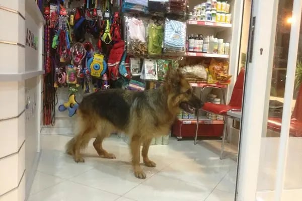 Asya Veteriner POLİKLİNİĞİ - Resim 17
