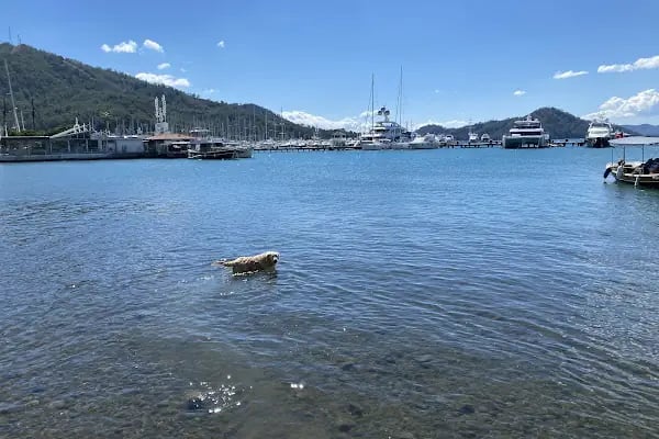 Skopea Marina - Resim 2