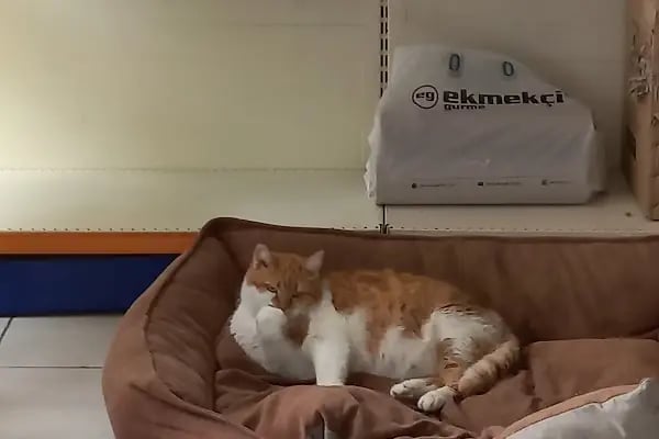 Pet Dünyası Veteriner Kliniği - Resim 15
