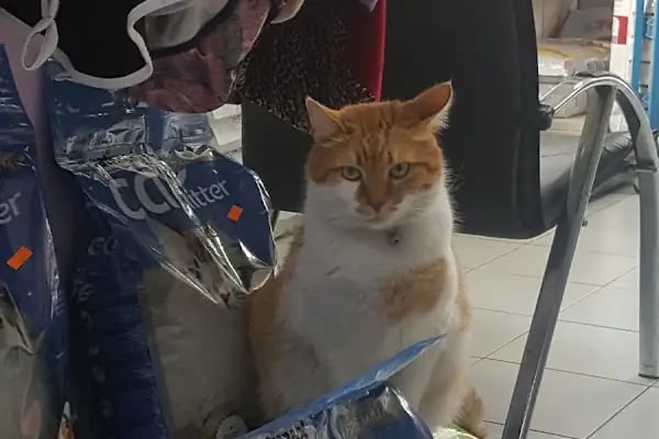 Pet Dünyası Veteriner Kliniği - Resim 19