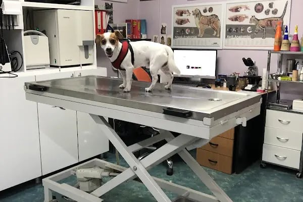 Pet Dünyası Veteriner Kliniği - Resim 3