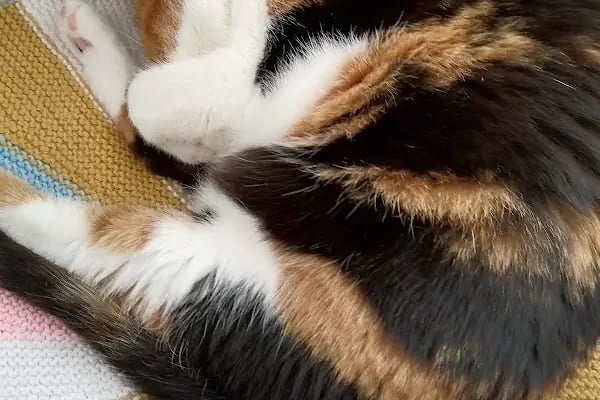 Pet Dünyası Veteriner Kliniği - Resim 13
