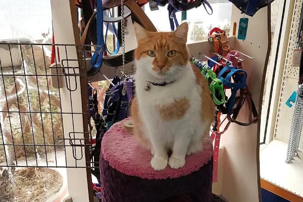 Pet Dünyası Veteriner Kliniği - Resim 5