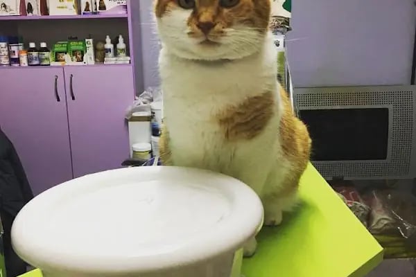 Pet Dünyası Veteriner Kliniği - Resim 8