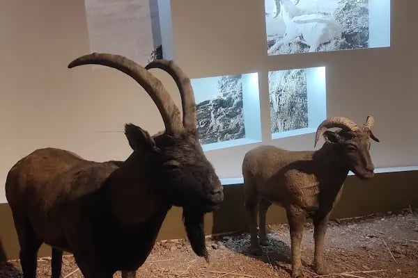 Şanlıurfa Müzesi Kalkolitik Çağ Salonu - Resim 5