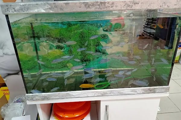 Hera Pet Shop - Resim 8
