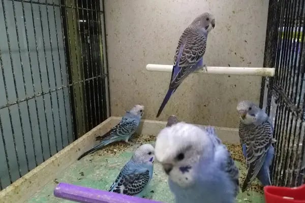 Güneşli petshop Bağcılar - Resim 9