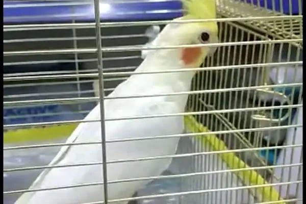Güneşli petshop Bağcılar - Resim 13