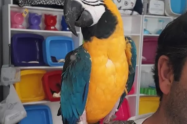 Güneşli petshop Bağcılar - Resim 18