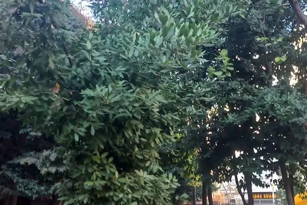 KUDÜS PARKI - Resim 16