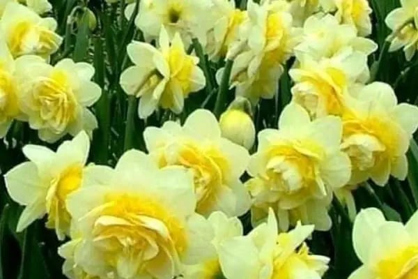 EYLÜL GAYRİMENKUL - Resim 19