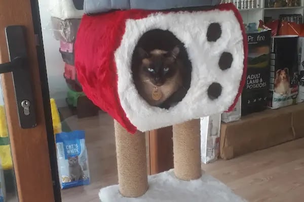 Paw Club Petshop &amp; Petkuaför Bodrum - Resim 2