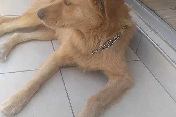 Paw Club Petshop &amp; Petkuaför Bodrum - Resim 5