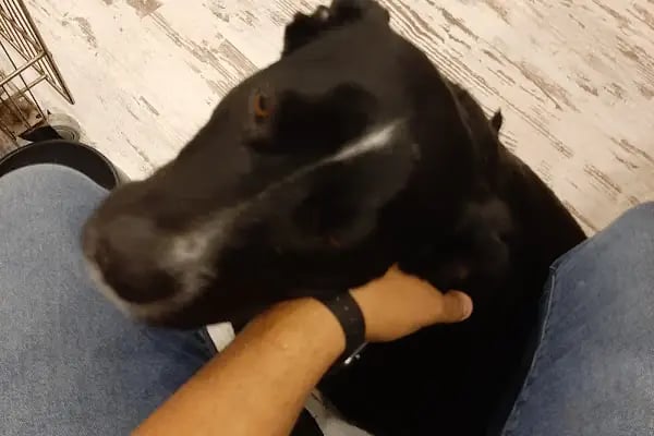Paw Club Petshop &amp; Petkuaför Bodrum - Resim 4
