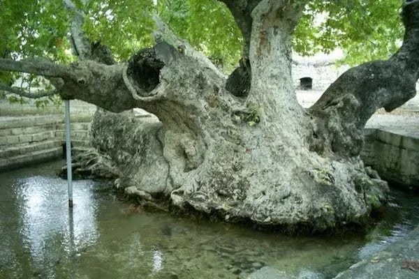 Şeyh Ali Semerkand türbesi - Resim 13