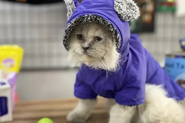 French PetShop - Resim 14