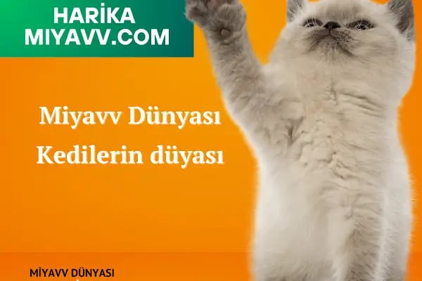 Miyavv Dünyası - Resim 5