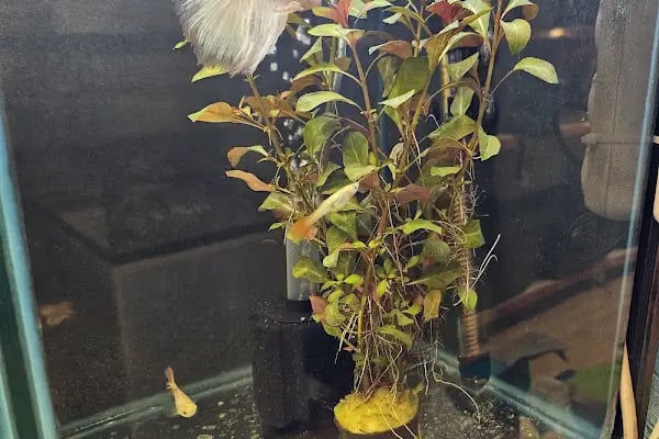 PetStar Petmarket - Resim 9
