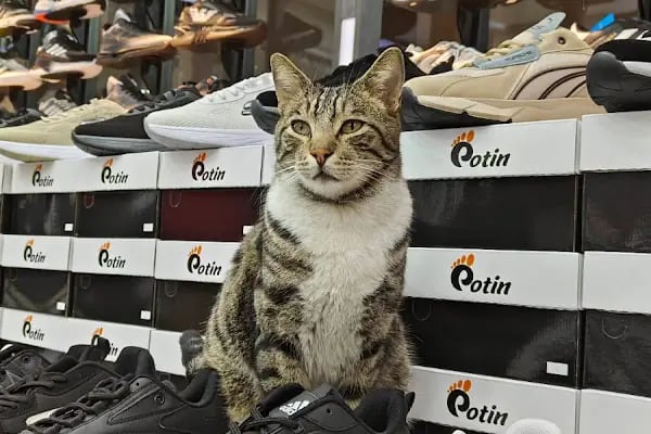 Potin Ayakkabı - Resim 2