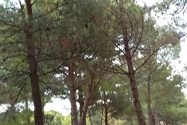 İzmir/bergama/Kozak Yaylasi - Resim 7