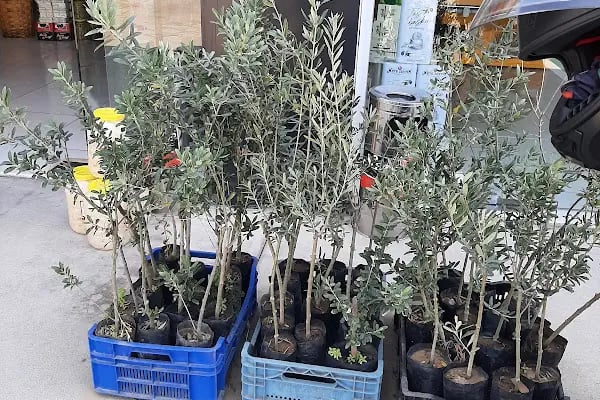 Mete Zeytin - Resim 5