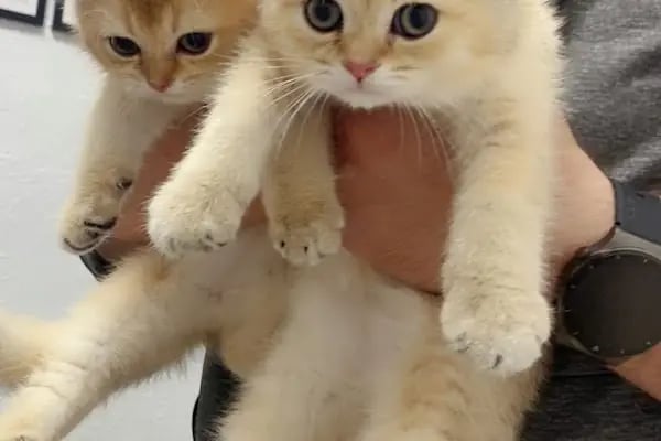Kalaba Veteriner Kliniği - Resim 4
