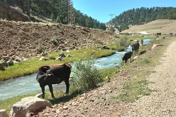 Başpınar Tabiat Parkı Kamp ve Piknik Alanı - Resim 10