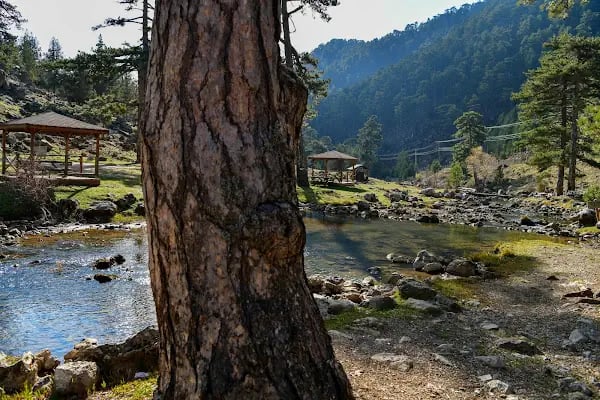 Başpınar Tabiat Parkı Kamp ve Piknik Alanı - Resim 3