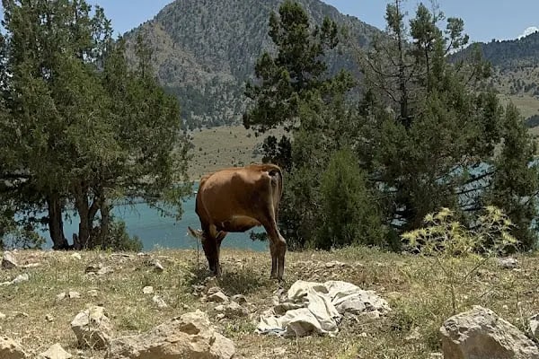 Başpınar Tabiat Parkı Kamp ve Piknik Alanı - Resim 16