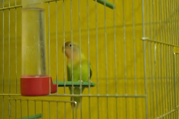 Zuzu Pet Club - Resim 6