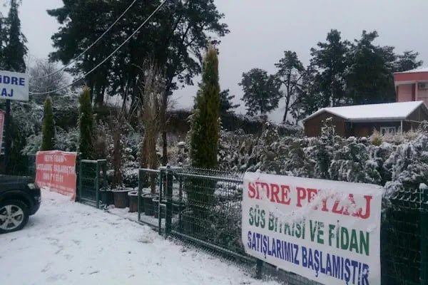 Sidre Peyzaj - Resim 5