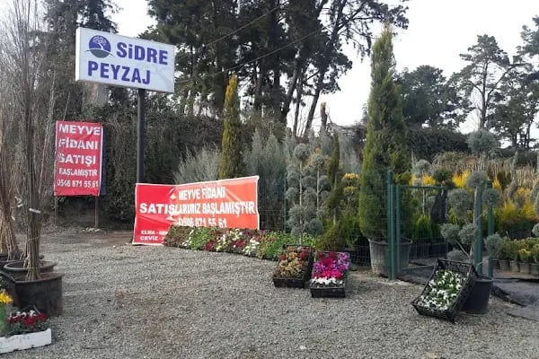 Sidre Peyzaj - Resim 2