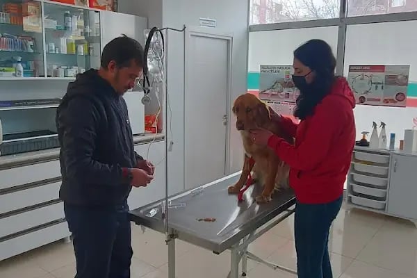 AkçaPet Veteriner Kliniği - Resim 4
