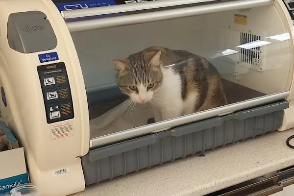 AkçaPet Veteriner Kliniği - Resim 3