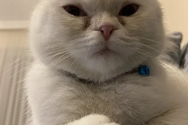 AkçaPet Veteriner Kliniği - Resim 1