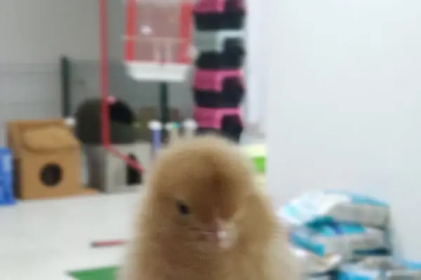 İki Pati Petshop - Resim 11