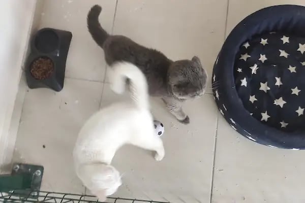 İki Pati Petshop - Resim 8