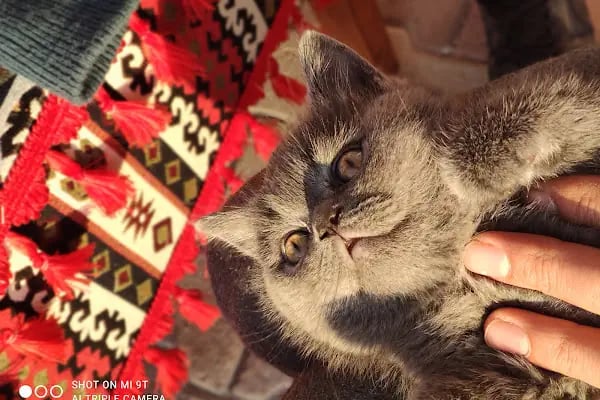 İki Pati Petshop - Resim 15