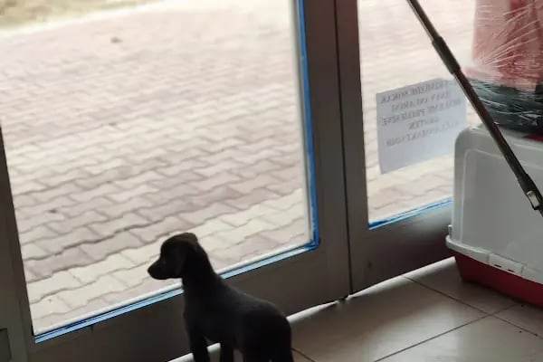 İki Pati Petshop - Resim 12