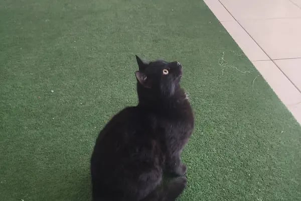 İki Pati Petshop - Resim 20