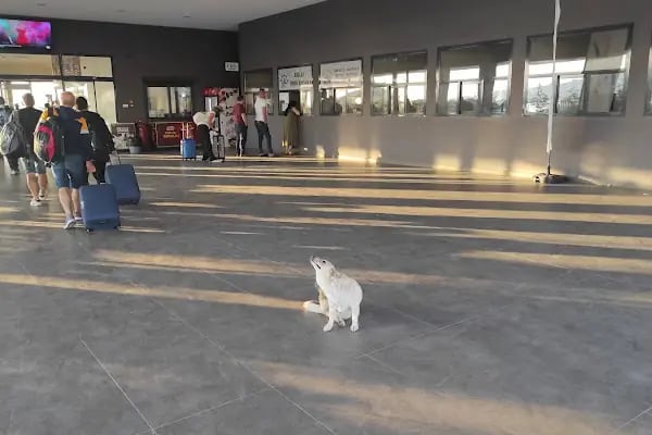 Tekirdağ feribot iskelesi - Resim 3